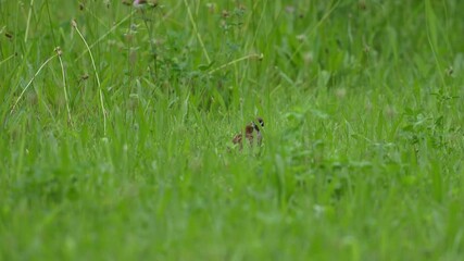 Sticker - eurasian tree sparrow in a forest