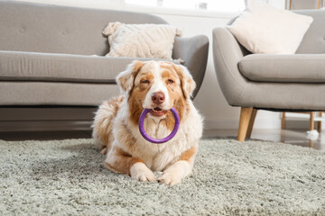 Canvas Print - Adorable Australian Shepherd dog with toy lying on carpet at home