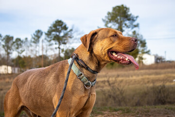 portrait of a dog