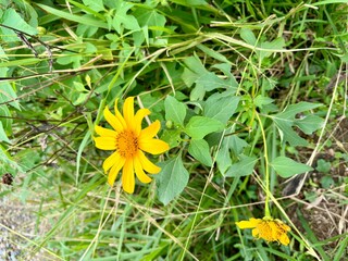 Linda flores amarela com folhas verdes ao sol brilhante na natureza selvagem.