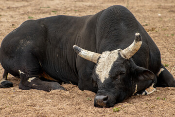 black and white bull