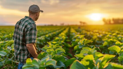 Poster - A farmer walks through a field of green crops as the sun sets, casting a warm golden glow over the landscape