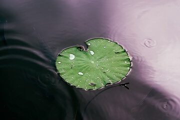 Single lotus leaf covered with raindrops