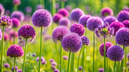 Wall Mural - Vibrant purple allium globes sway gently in a lush green meadow surrounded by soft focus blooming wildflowers on a sunny day.