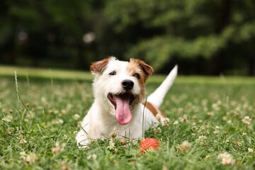 Wall Mural - Cute dog playing with toy outdoors. Active pet