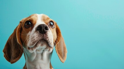 Canvas Print - Beagle in studio on light blue background