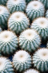 Sticker - Close-up of a cluster of spiky green cactus plants