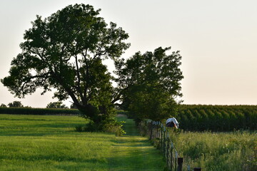 Wall Mural - Horses by a Tree and Fence in a Farm Field