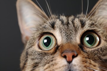 Wall Mural - close-up portrait of a curious cat