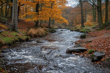 Wall Mural - A stream of water flows through a forest with leaves on the ground