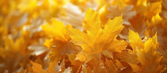 Golden Autumn Leaves in Sunlight - Close-Up of Vibrant Yellow Foliage Capturing the Essence of Fall