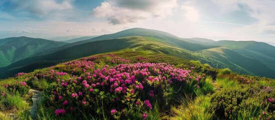 Canvas Print - Mountainous Landscape with Blooming Flowers