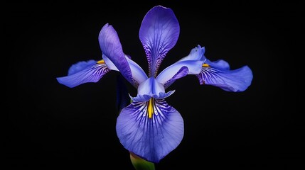 Wall Mural - Purple  iris  flower  on black isolated background with clipping path Closeup For design Nature : Generative AI