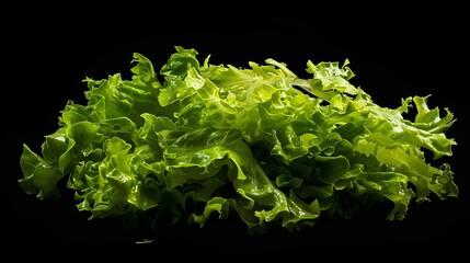 Aufkleber - Lettuce leaves vibrant and crisp offering a fresh slightly peppery flavor ideal for salads sandwiches and healthy wraps : Generative AI