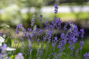 Wall Mural - Full frame abstract texture background of blooming English lavender flower stems in an herb garden with defocused background