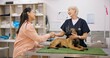 © CineLens2024/peopleimages.com - Veterinarian, handshake and woman with dog in clinic, happy and thank you gesture with owner. Pet insurance, animal healthcare and support for medical service, german shepherd and shaking hands