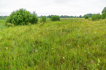 Wall Mural - Summer countryside landscape with village in the distant and green grass field with wildflowers. Rural peaceful landscape in the morning.