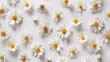 © Farid - Collage of beautiful chamomile flowers on white background.