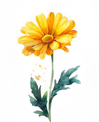 Wall Mural - Watercolor painting of yellow flower with green leaves on white background