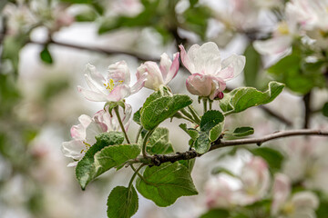 Wall Mural - Fresh soft white pink flowers of the apple tree blooming in the spring. Close up photo of apple tree blossom.