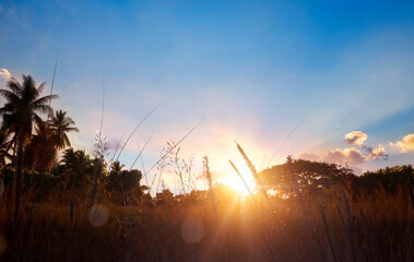 Wall Mural - World environment day concept: Stunning meadow sunrise background
