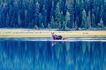 Sticker - Moose cow with a calf in the water on a beautiful summer evening