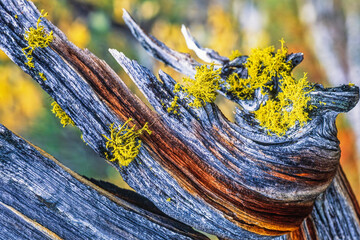 Canvas Print - Growing Wolf lichen on a old tree stump in an old growth forest