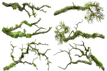 Poster - A collection of mossy branches on a white background