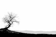 © Cool_Man - cartoon drawing of a dry tree in eerie fog with copy space