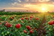 © Ольга Лукьяненко - Agricultural tomatoes plantation on field with sunset background