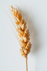 Poster - A single stalk of wheat on a white background, ideal for use in agricultural or food-related contexts