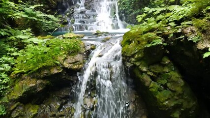 Poster - A waterfall cascades over moss-covered rocks in a lush green forest.