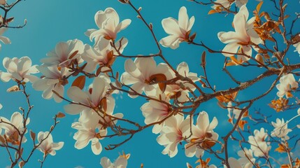 Poster - Close-up shot of a tree branch covered in white flowers, perfect for use in editorial or commercial contexts