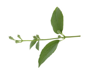 Wall Mural - Jasmine branch with fresh green leaves and buds isolated on white