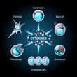 © designua - Cytokines are produced by macrophage, lymphocyte, mast cell, endothelial cells and fibroblast.