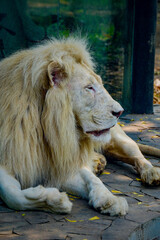 Wall Mural - White lion is a rare color mutation 