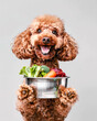 © SOLDATOOFF - A cheerful poodle holding a bowl of vegetables and meat, highlighting healthy dog food