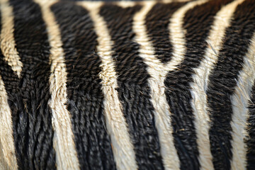 Poster - A close up of the back skin texture of a zebra, focusing on its distinctive striped pattern. The background is plain white to highlight the unique striped design of the zebra's fur. 