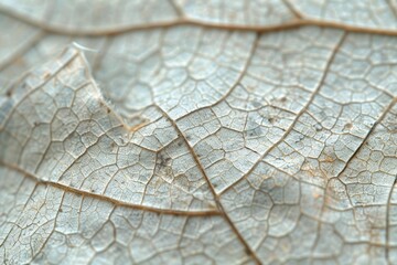 Closeup of a Delicate Leaf Vein Pattern