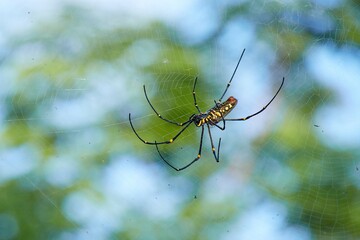 A big black and yellow tropical spider weaves his web. A common balinese spider on green garden blurred background