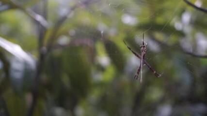 A spider is hanging from a tree branch