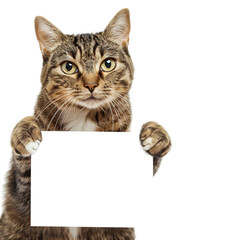 Wall Mural - illustration of a beautiful cat holding a blank white sheet on a transparent background. generative ai