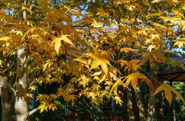 Wall Mural - Golden leaves and spiky black balls seeds of Liquidambar styraciflua, commonly called American sweetgum (Amber tree) in focus against background of blurry leaves. Nature concept for design