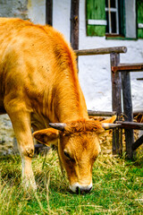 Poster - nice cow at a farm in austria