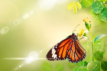 Sticker - Monarch butterfly on flower stamen macro shot