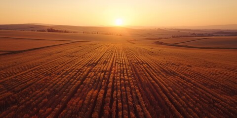 Wall Mural - Aerial View of Golden Fields at Sunset