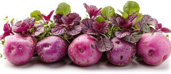 Canvas Print - Purple Potatoes with Green and Red Leaves