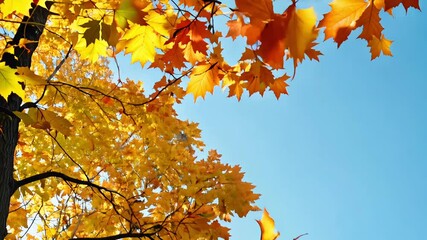 Wall Mural - Autumn maple tree with yellow leaves is in the foreground of a blue sky. leaves are falling from the tree, creating a sense of autumn