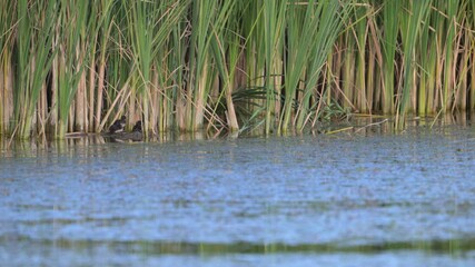 Wall Mural - Little grebe Tachybaptus ruficollis Slow motion.