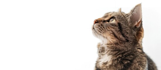 Poster - A cat isolated on a white background sitting and gazing upwards with copy space image